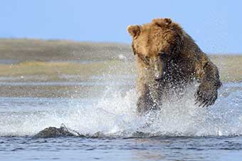 BC Grizzly Bear Adventures